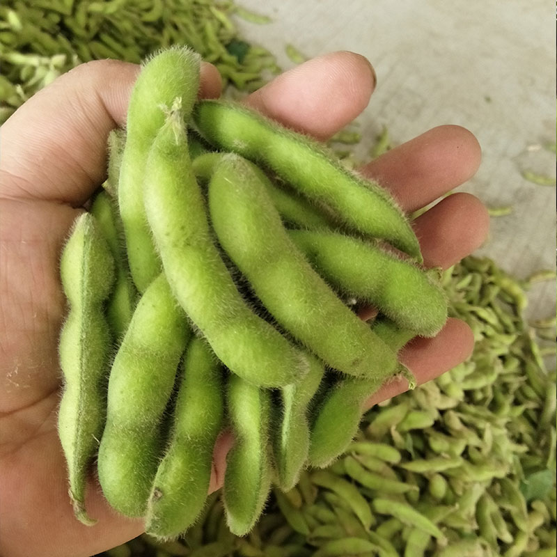 毛豆农家新鲜农蔬菜生毛豆青豆现摘带壳豆角净重5斤包邮