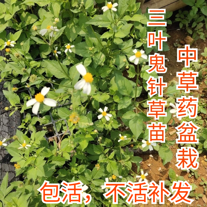 中草药盆栽鬼针草花苗婆婆针苗白黄花三叶鬼针草盆栽野草花卉中药