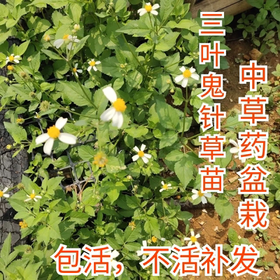 中草药盆栽鬼针草花苗婆婆针苗白黄花三叶鬼针草盆栽野草花卉中药