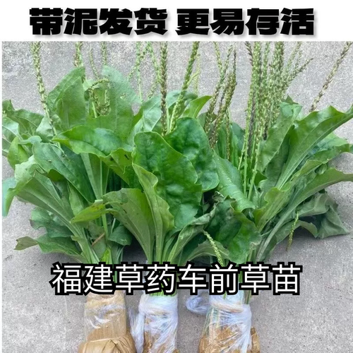 福建草药车前草苗盆栽五根草苗蛤蟆草苗盆栽下火庭院药用草药盆栽