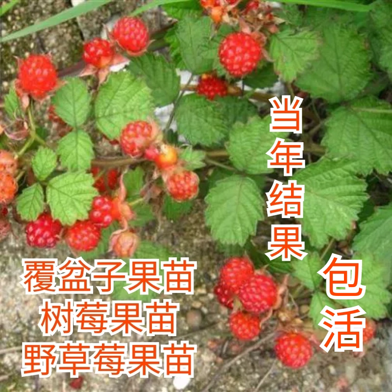 中药盆栽水果盆栽树莓苗覆盆子苗桌面绿植