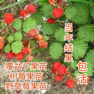 中药盆栽水果盆栽树莓苗覆盆子苗四季盆栽野草莓当年结果蛇莓果苗