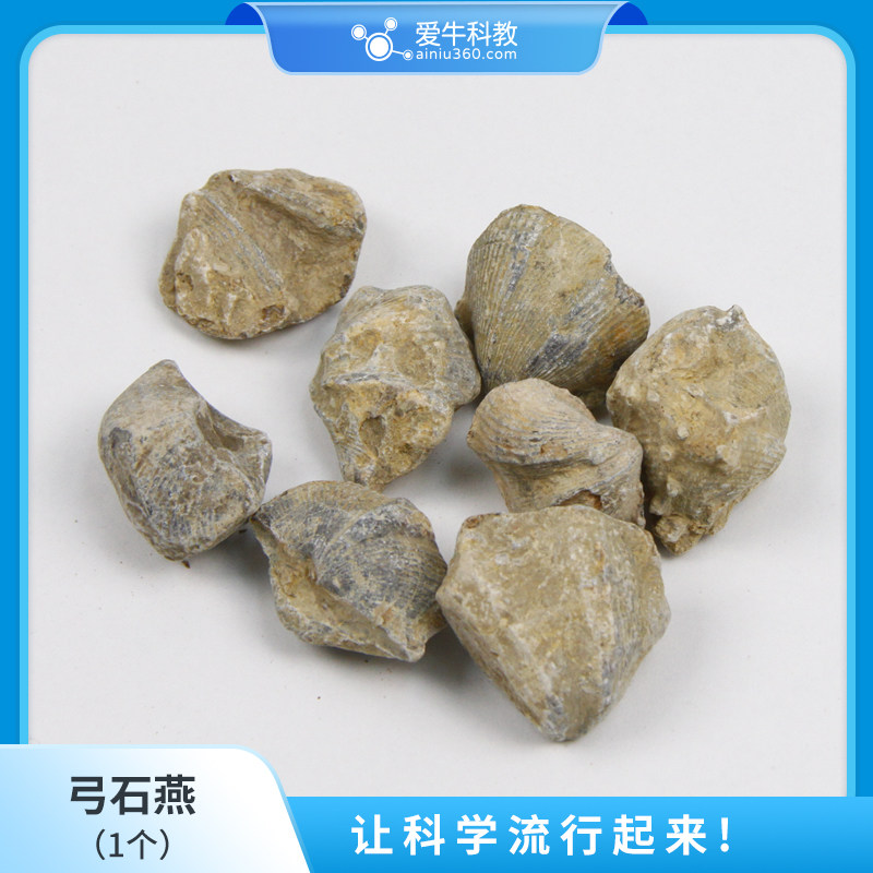 小学科学材料弓石燕化石实验