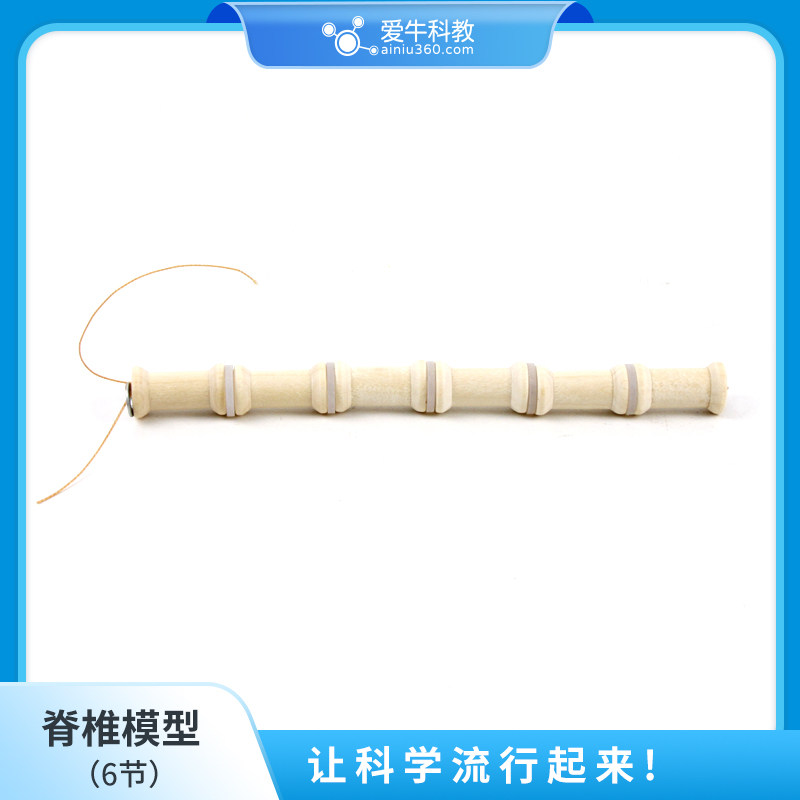 小学科学脊椎模型材料