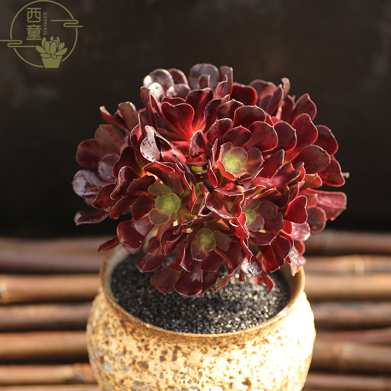 紫羊绒法师老桩多头瓯紫植物状态多肉超大法师系列肉肉植物