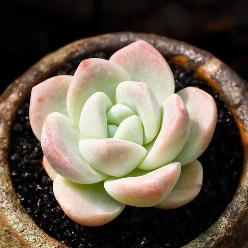 西童冰玉多肉植物稀有品种阿玛贝尔轰动小老桩超萌肉肉满包邮