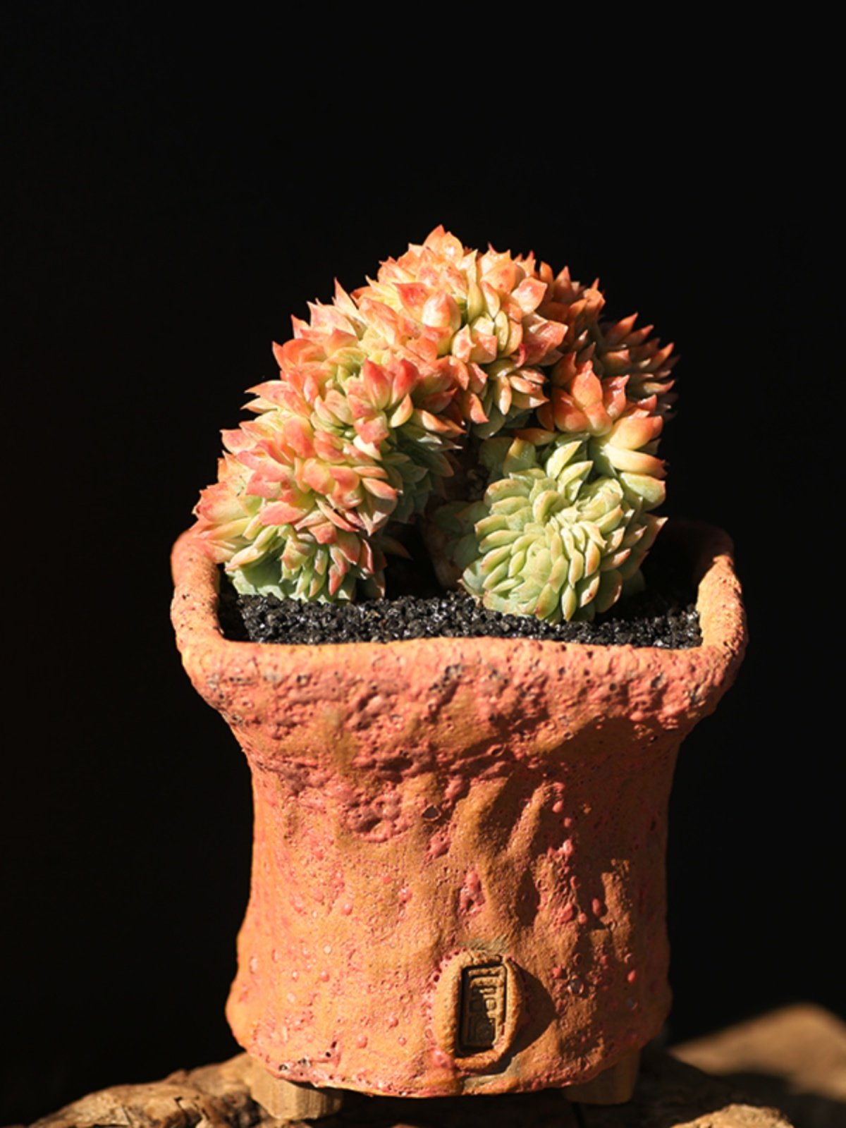 小叶胭脂冰梅缀多肉植物精控板子带香味老桩植物阳台组合盆栽好养