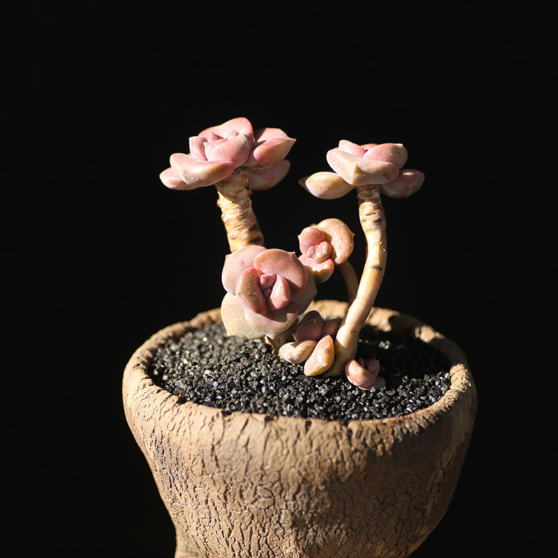 西童彩虹糖多肉植物韩国精控小老桩组合盆栽新手易养阳台萌肉肉