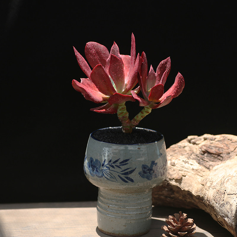 钻石锦 多肉植物室内阳台盆栽云南直发老桩红色系肉肉好养易活
