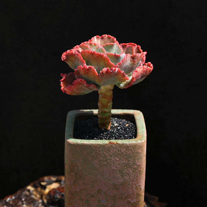 女王花笠包菜系多肉植物婚纱高砂之翁基地露养植物云南直发满包邮