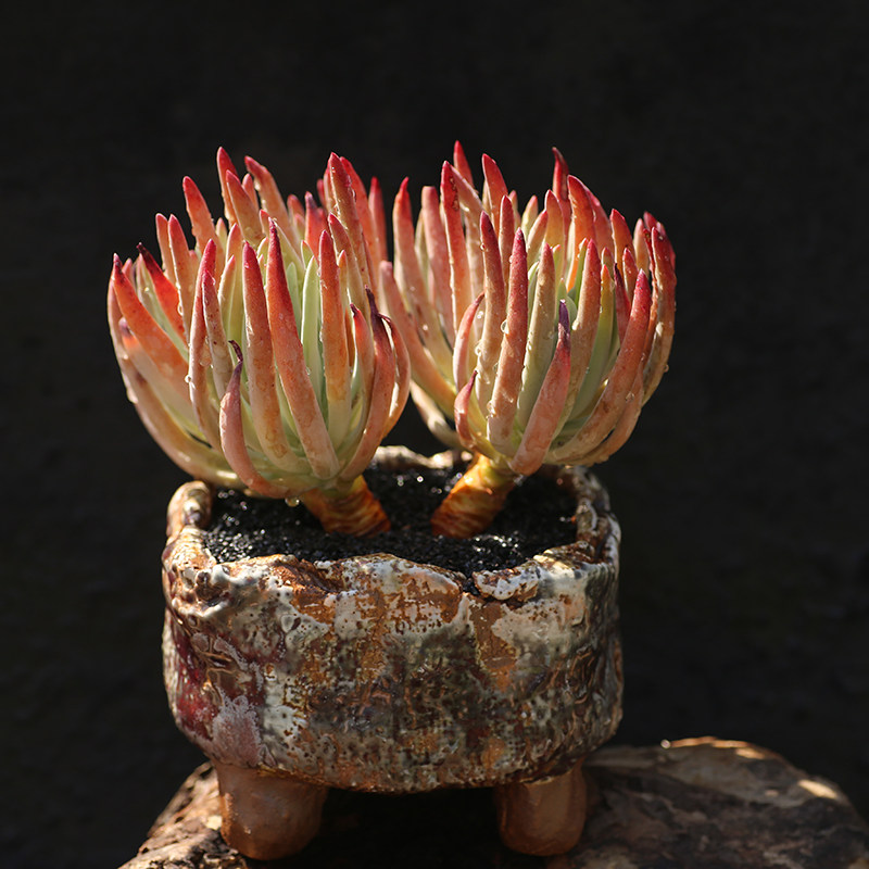 西童仙女杯系列爱杜丽丝老桩多头景天科仙女杯属多肉植物云南直发