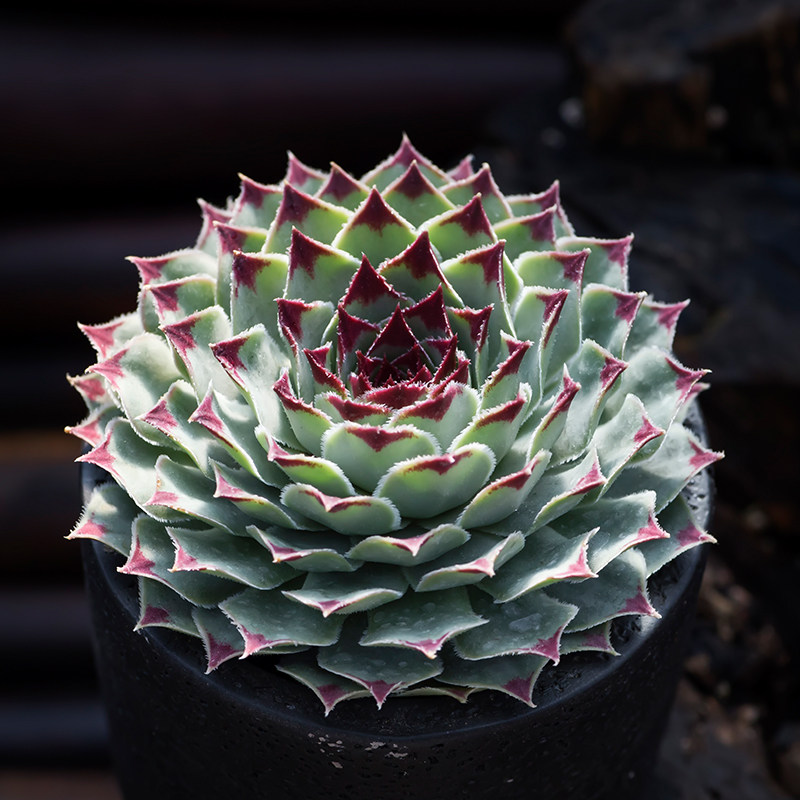 凌娟多肉植物长生草办公室防辐射盆栽室内绿植肉肉植物新手好养
