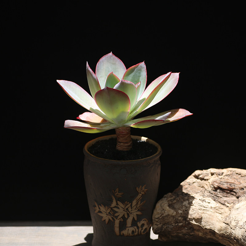 肯尼迪 多肉植物老桩控养好养阳台庭院盆栽云南包邮