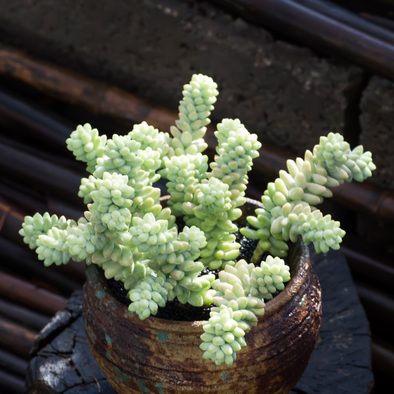 绿植玉坠盆栽防辐射多肉植物