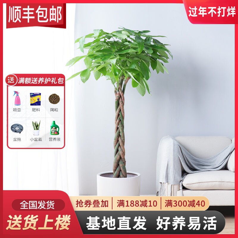 辫子发财树素材模板 辫子发财树图片下载 小麦优选 辫子发财树素材模板 辫子发财树图片下载 小麦优选