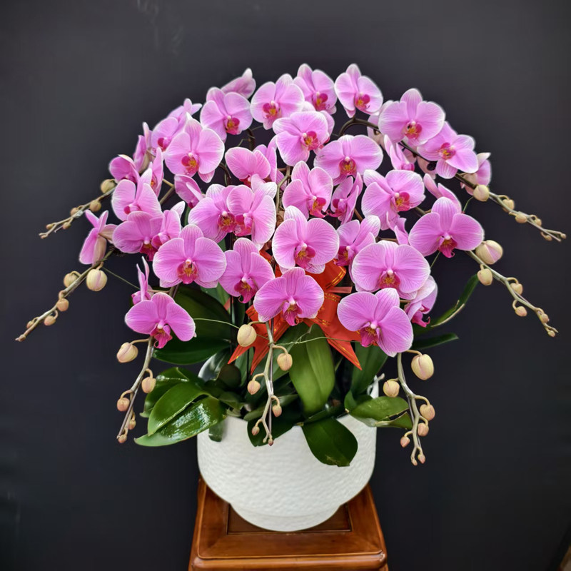 粉色蝴蝶兰盆栽多花头年宵礼品