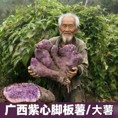 广西靖西紫心脚板薯紫皮大薯农家自种新鲜现挖非淮山药坏包赔