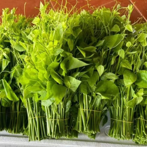 新鲜辣木苗菜广西赤苍藤姑娘菜龙须菜酒店特色菜冷藏保鲜发货