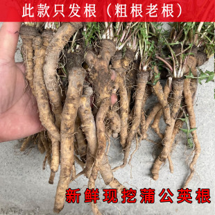 新鲜蒲公英根苗现挖可栽种蒲公英苗老根粗根婆婆丁种子包邮