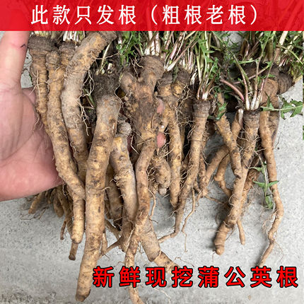 新鲜蒲公英根苗现挖可栽种蒲公英苗老根粗根婆婆丁种子包邮