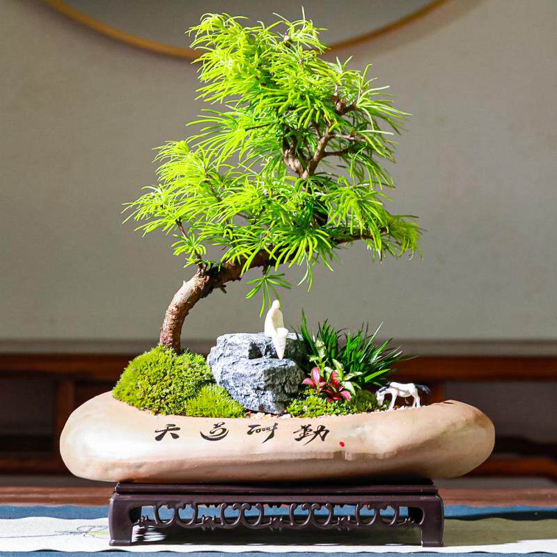 老桩s弯金钱松盆栽新中式禅意茶室微景观室内办公室绿植盆景植物