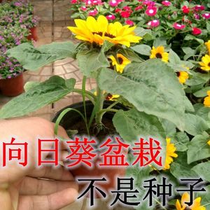 向日葵苗带根价格 向日葵苗带根图片 星期三