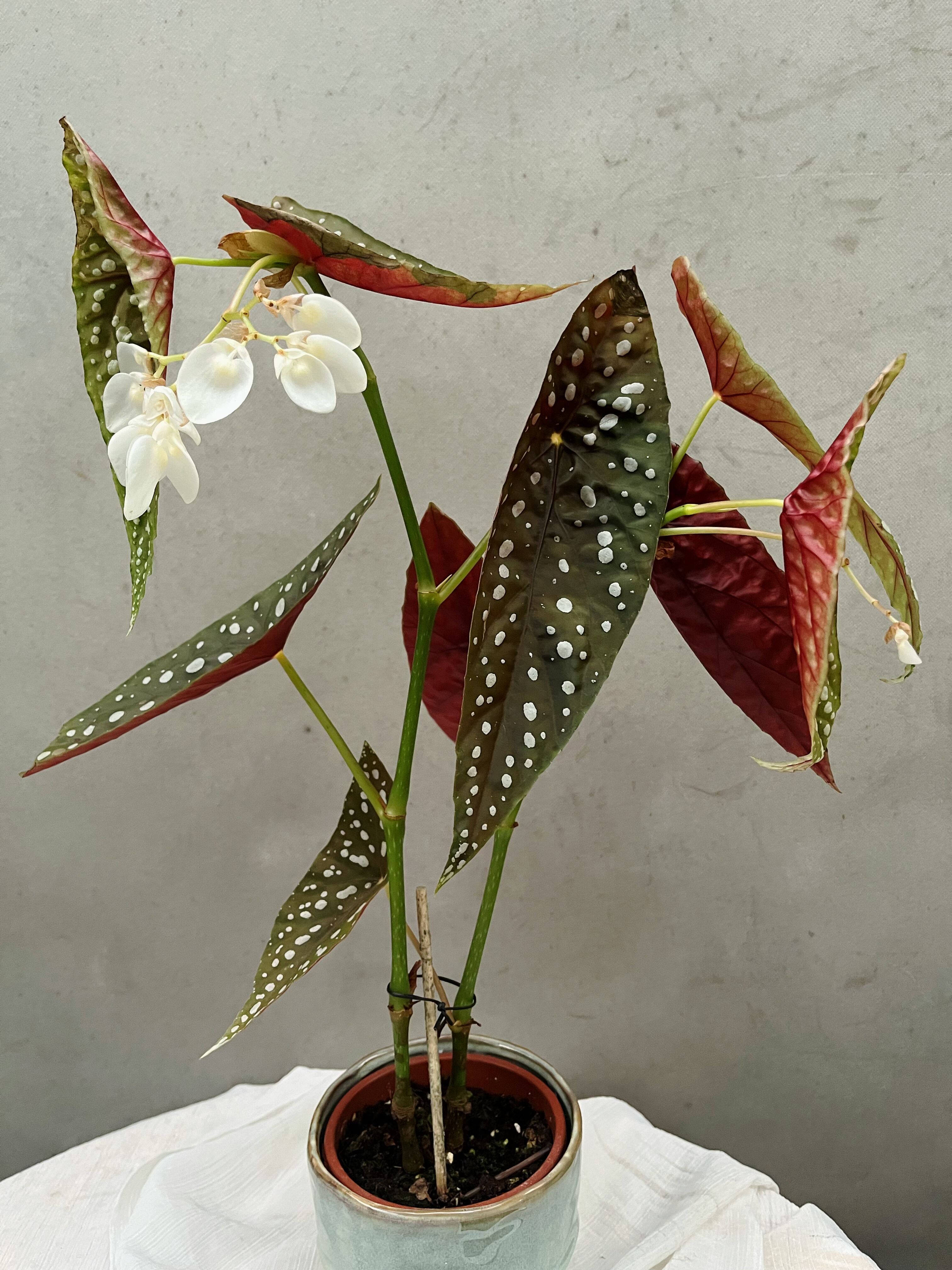 塞拉山王秋海棠 竹节海棠开花盆栽绿植