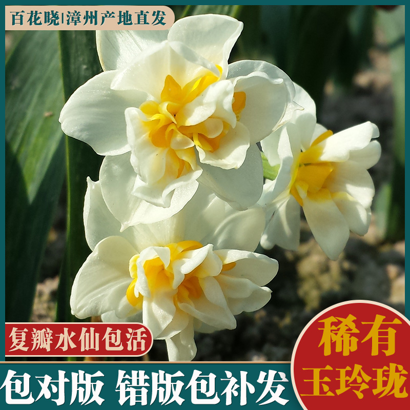 正宗漳州水仙花种球大球好种易活浓香室内水培植物盆栽在类目 鲜花速递/花卉仿真/绿植园艺, 花卉/蔬果/草坪种子（新）, 种球中 - 来自Buy2taobao.com提供专业的淘宝代购服务