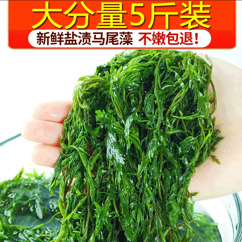 马尾藻长寿菜新鲜海草鞭炮笋海带丝嫩苗海藻菜羊栖菜火锅凉拌菜-封面