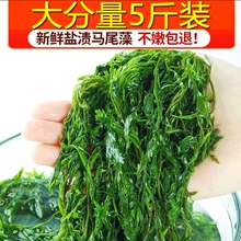 马尾藻长寿菜新鲜海草鞭炮笋海带丝嫩苗海藻菜羊栖菜火锅凉拌菜