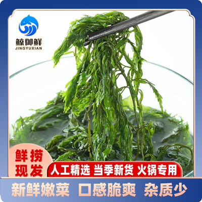 新鲜马尾藻海藻长寿菜盐渍羊栖菜半干货海带商用海草鞭炮笋杂质少