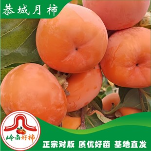 恭城月柿杯苗 大火晶红灯笼 家庭地栽盆栽 柿子树苗 （不包成活）