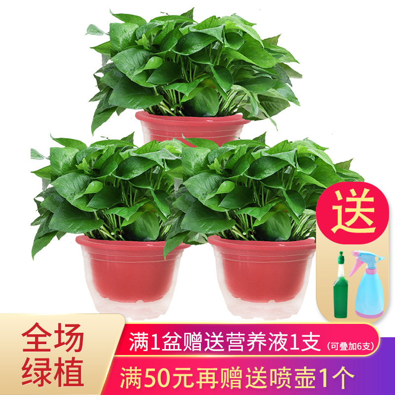 艾荟萃 绿萝盆栽客厅卧室除甲醛空气净化室内植物绿植盆栽水培植在类目 鲜花速递/花卉仿真/绿植园艺, 花卉/绿植盆栽（新）, 绿植中 - 来自Buy2taobao.com提供专业的淘宝代购服务