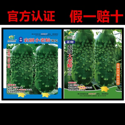 正宗唐山农研大小老蚧黄瓜种子,非转基因,好吃,假一赔十