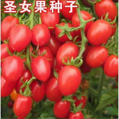 【全店任意选择5袋包邮】红圣女番茄种子: