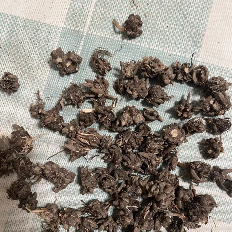 猫爪草 猫爪草食用中药材食品无硫纯正品新鲜水洗小茅莨