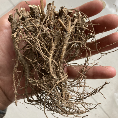 花生根花生根根 不带花生茎花生的根花生的根头