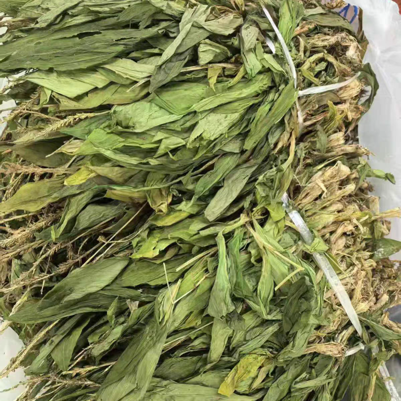 云南见血清草药中草药材羊耳蒜立地好新鲜晾干无添加100g