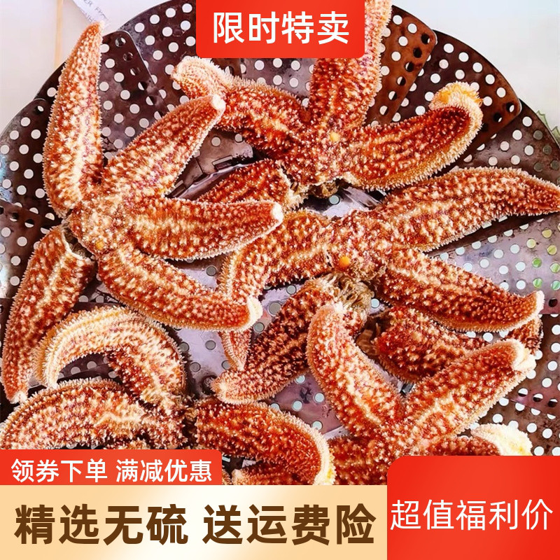 海星 1份3斤包邮 海鲜鲜活野生水产满籽大个五星熟活的青岛新鲜