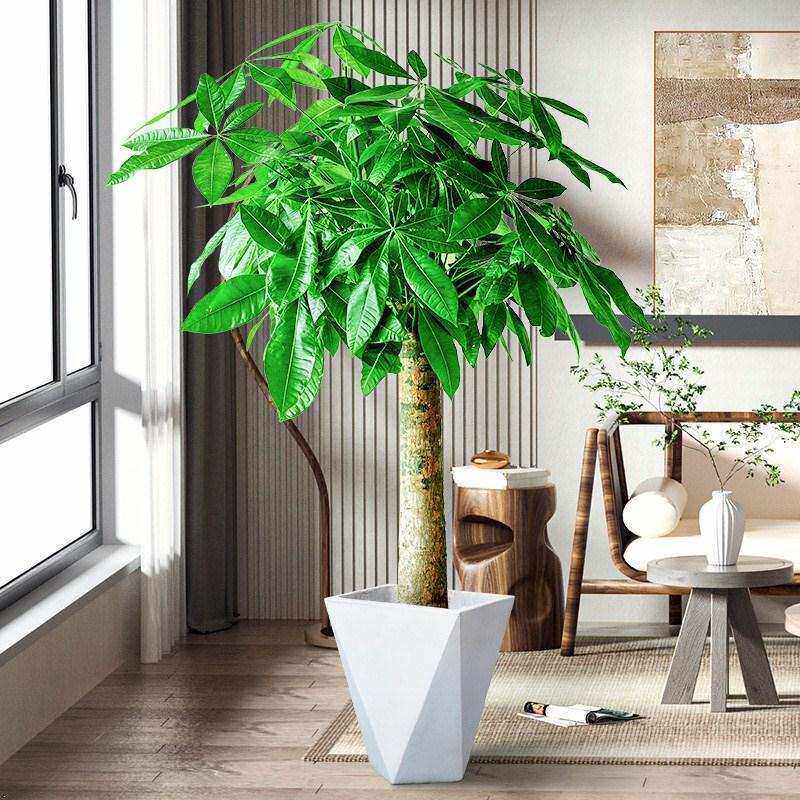 客厅旺宅绿植大型喜阴室内植物新房乔迁落地式大盆栽真树好养易活