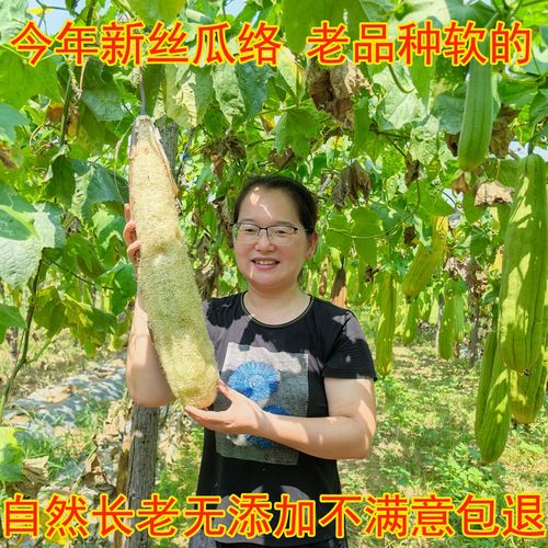 丝瓜络洗碗不沾油可带皮纯天然