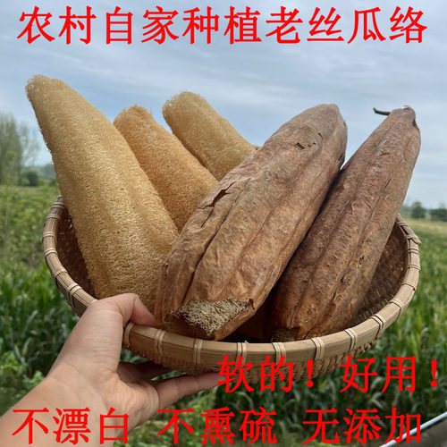 丝瓜瓤洗碗厨房清洁天然老丝瓜络