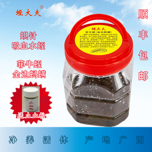 水蛭活的菲牛蛭吸血水蛭蚂蝗金边蚂蟥存活蛭大夫蜞针零下温度可寄