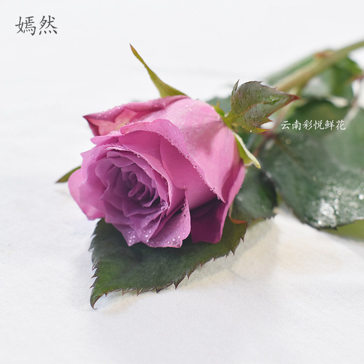 【嫣然玫瑰】昆明鲜花批发 室内外插花居家装饰品花束浪漫情调