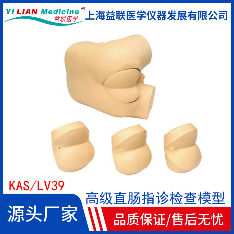 高级直肠指诊前列腺触诊教学模型