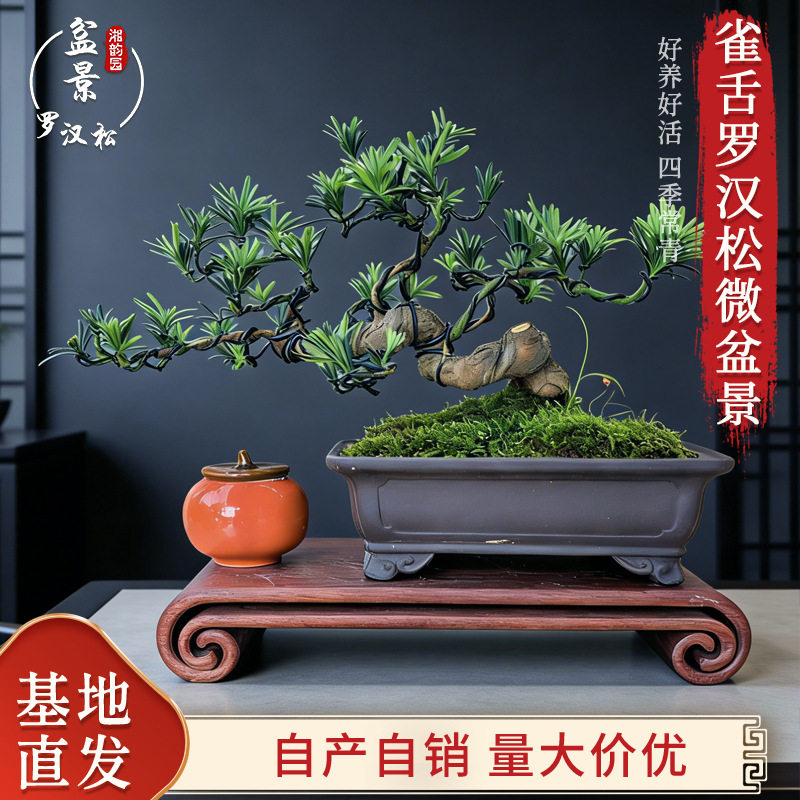 紫砂花盆雀舌罗汉松微盆景 中国风古典盆栽好养绿植客厅装饰植物