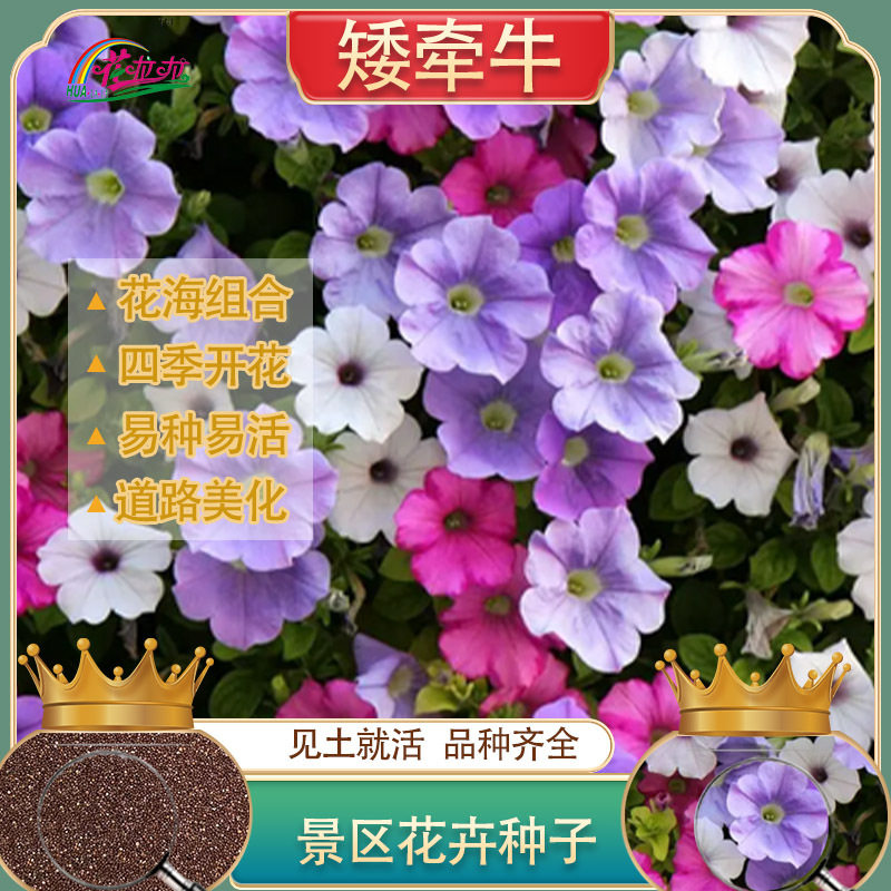 多年生矮牵牛花籽绿化工程盆栽