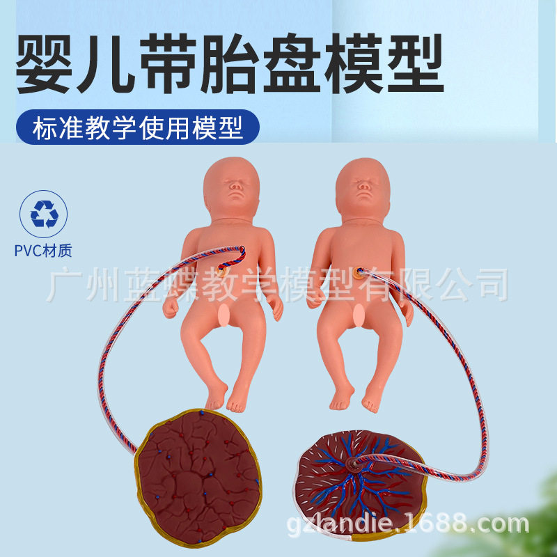 新生儿带胎盘护理模型 胎盘模型 婴儿护理模型/婴儿模型/脐带护理