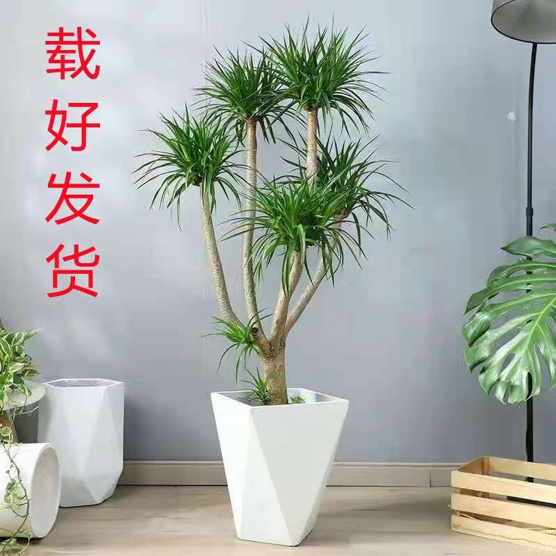 大型绿植龙须树多头龙血树龙铁树室内客厅盆栽花卉植物办公室盆景