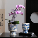 蝴蝶兰专用青花陶瓷花盆复古多肉兰花装 饰水培绿植花卉佛手柑花盆